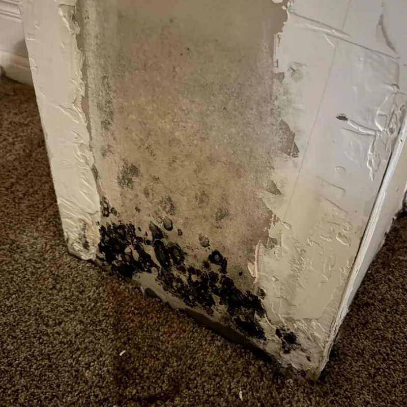 Professional Mold Removal in Midpines, CA